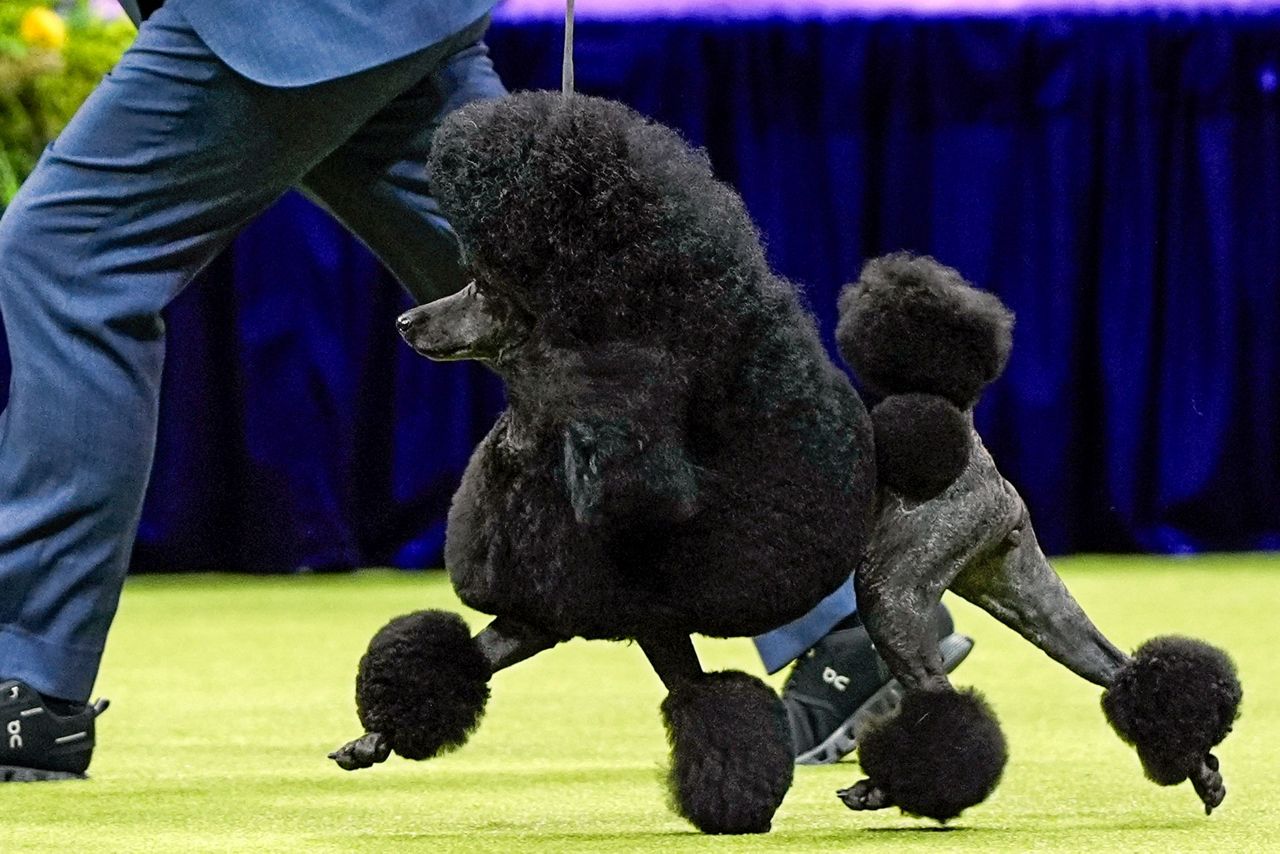 Westminster Kennel Club Dog Show 2025 Dates & Details